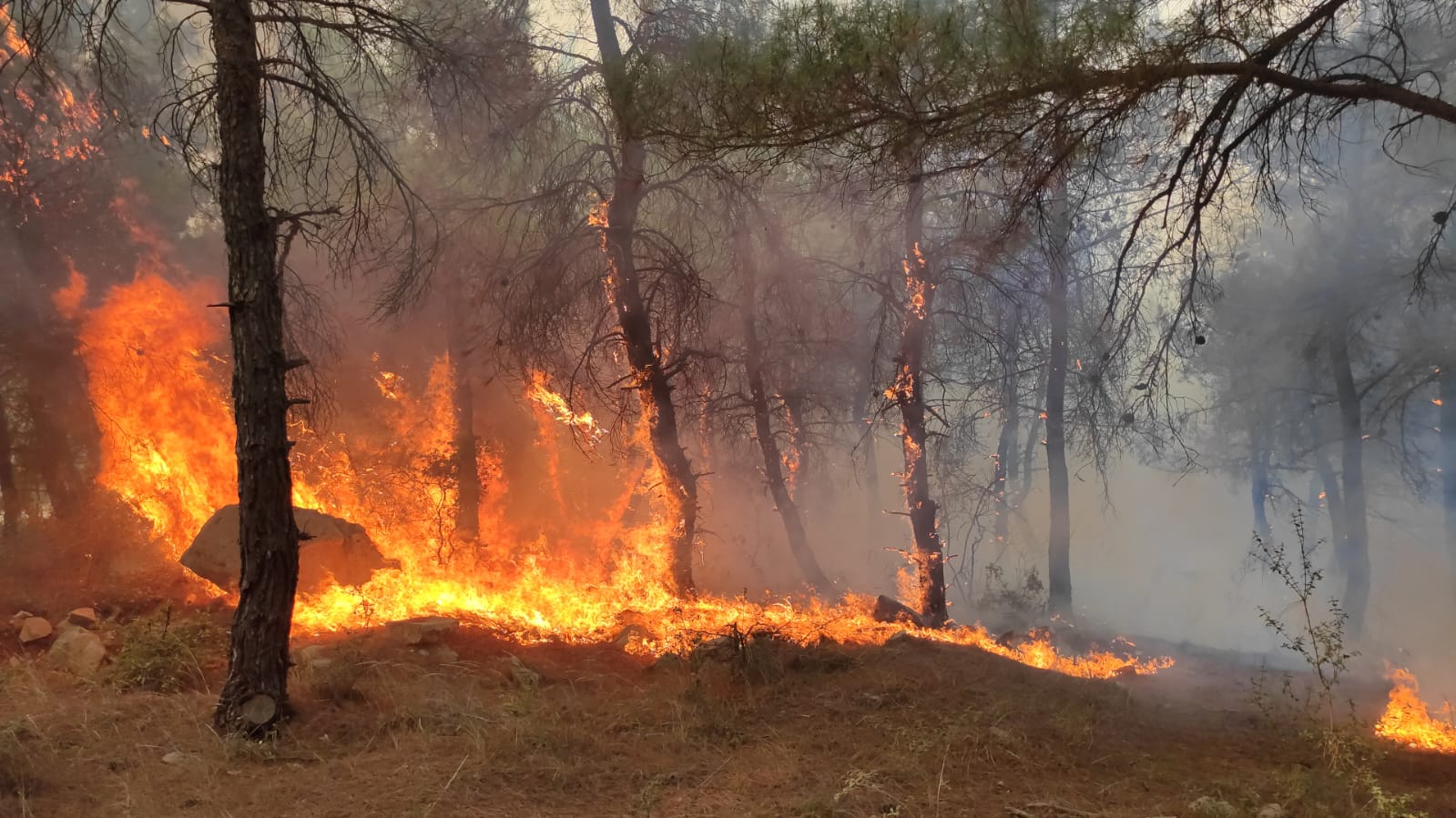 Keşan'daki Ormanlık Alanda Yangın Çıktı