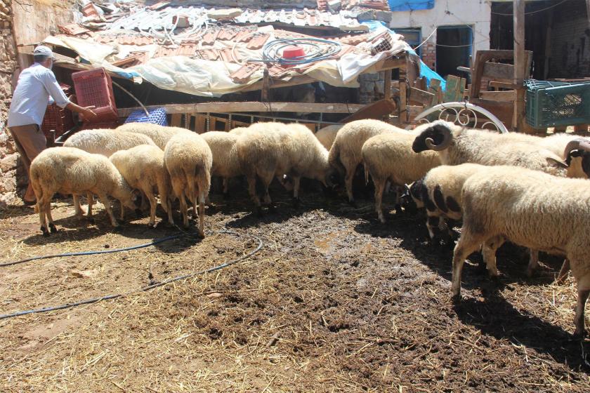 Edirne'deki Çiftlikten Küçükbaş Hayvan Hırsızlığı