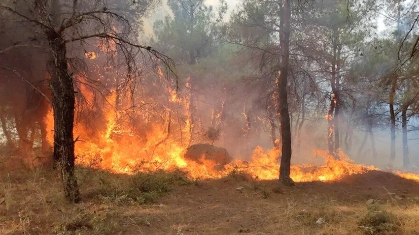 Bursa'da Orman Yangını Çıktı