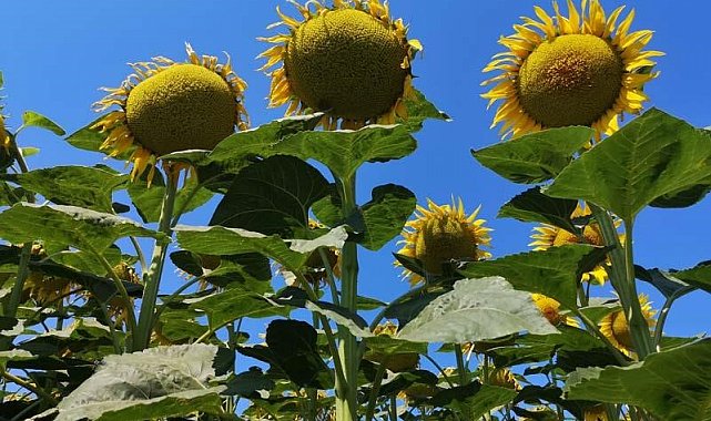 Tekirdağ'da Yerli Ayçiçeği Tarla Günü Etkinliği Düzenlendi