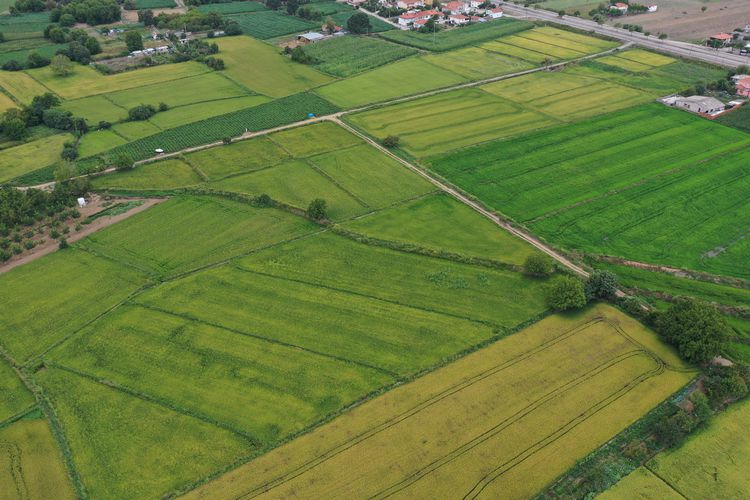 Edirne Ovalarında Çeltik Hasadı Başladı