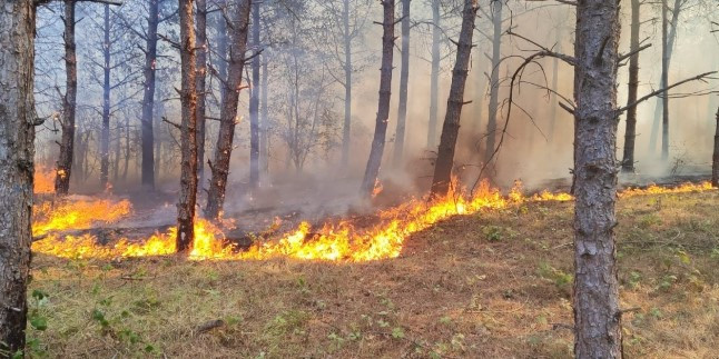 Tekirdağ'da Orman Yangını Çıktı