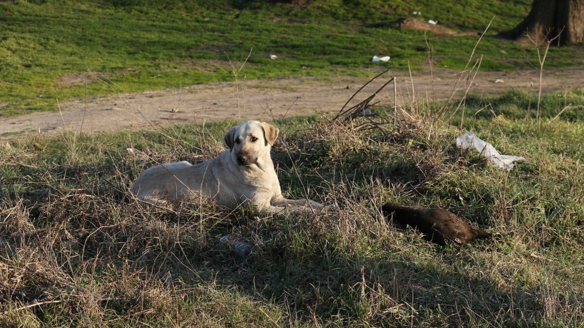 Edirne'deki 5 Yavru Köpek Barınağa Teslim Edildi