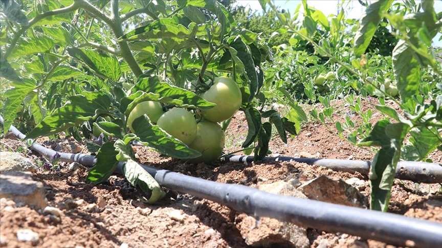 Damla Sulama Sistemleri Yüksek Oranda Su Tasarrufu Sağlıyor