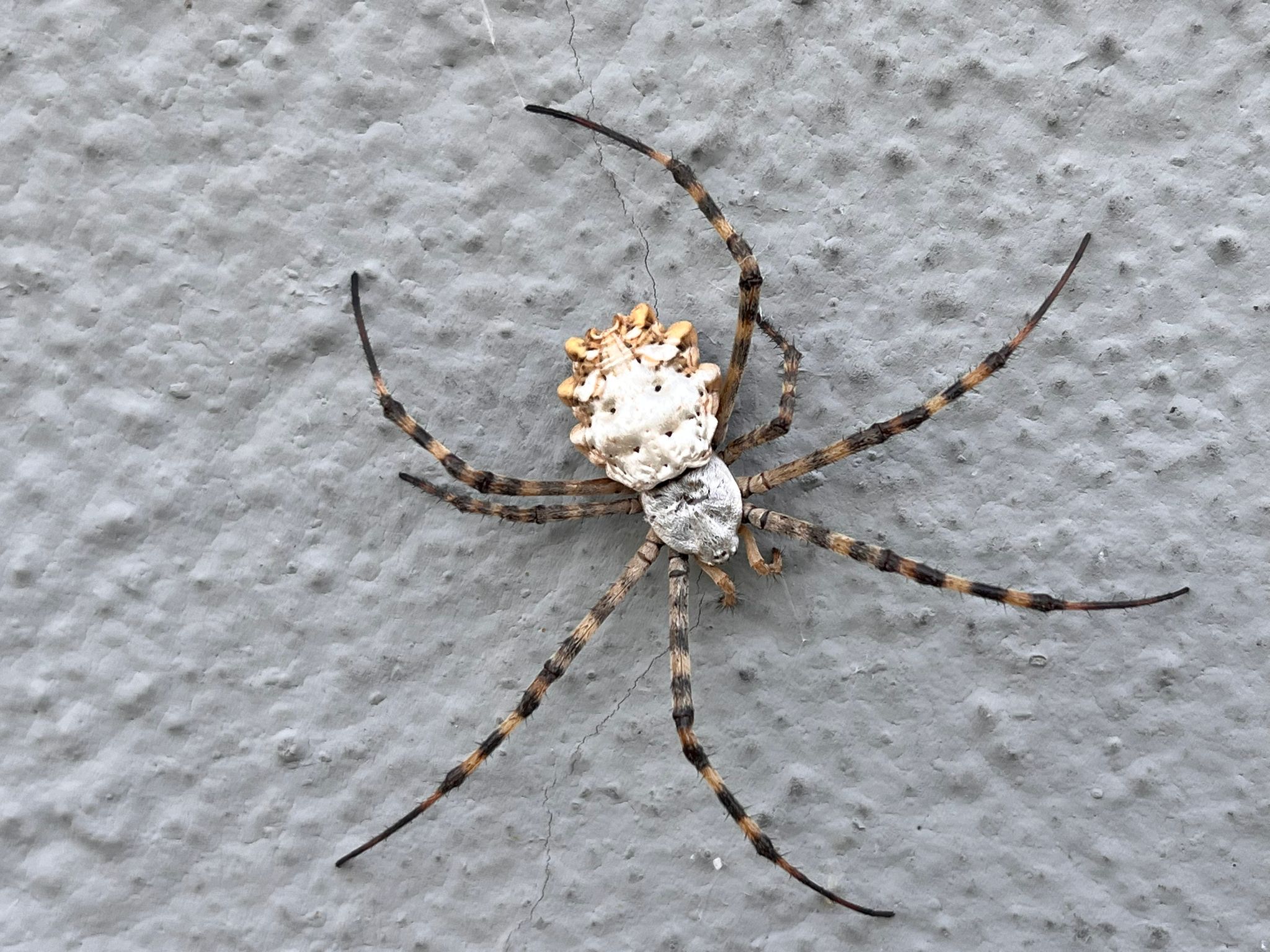 Tekirdağ'da Argiope Lobata Türü Örümcek Görüldü