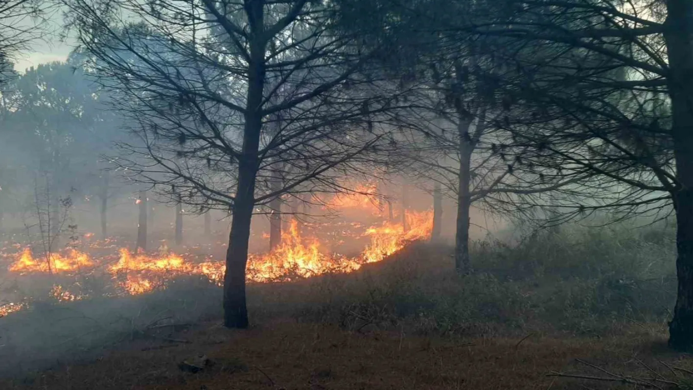 Çanakkale'de Orman Yangını: 2,8 Hektar Alan Zarar Gördü