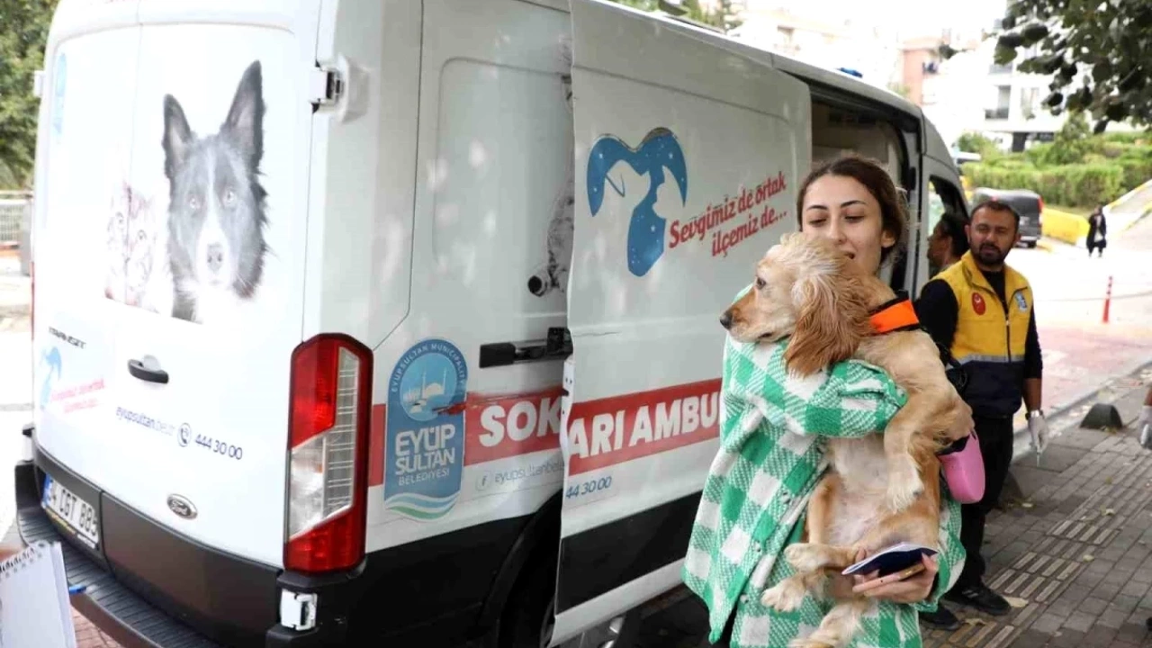 Sokak Hayvanları İçin Özel Ambulans Çalışıyor