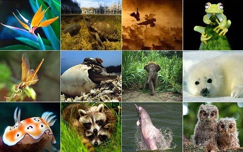 Biyoçeşitlilik Göstergesi Olan Yaban Hayvanları Koruma Altında