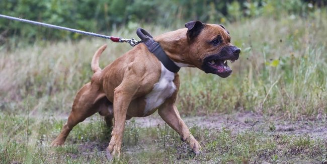 Yaşlı Kadının Bacağının Kesilmesine Sebep Olan Pitbull'un Sahiplerine Dava Açıldı