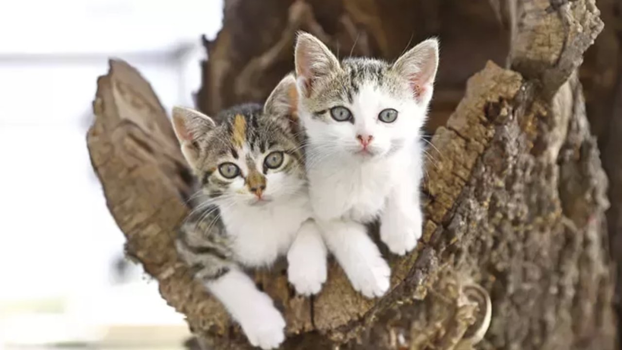 Kedi Yavrusunun Bahçeden Çıkarılması Kavgası Yaşandı