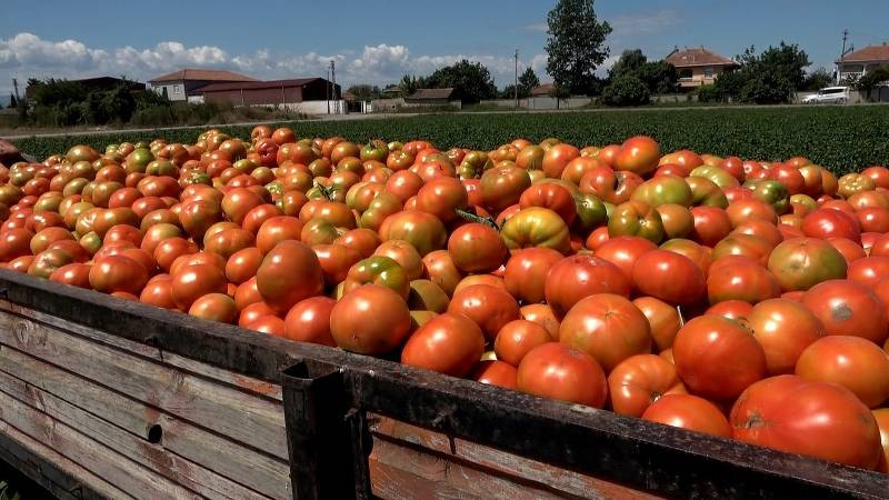 800 Metre Rakımda Yetiştirilen Domatesin Hasadı Başladı