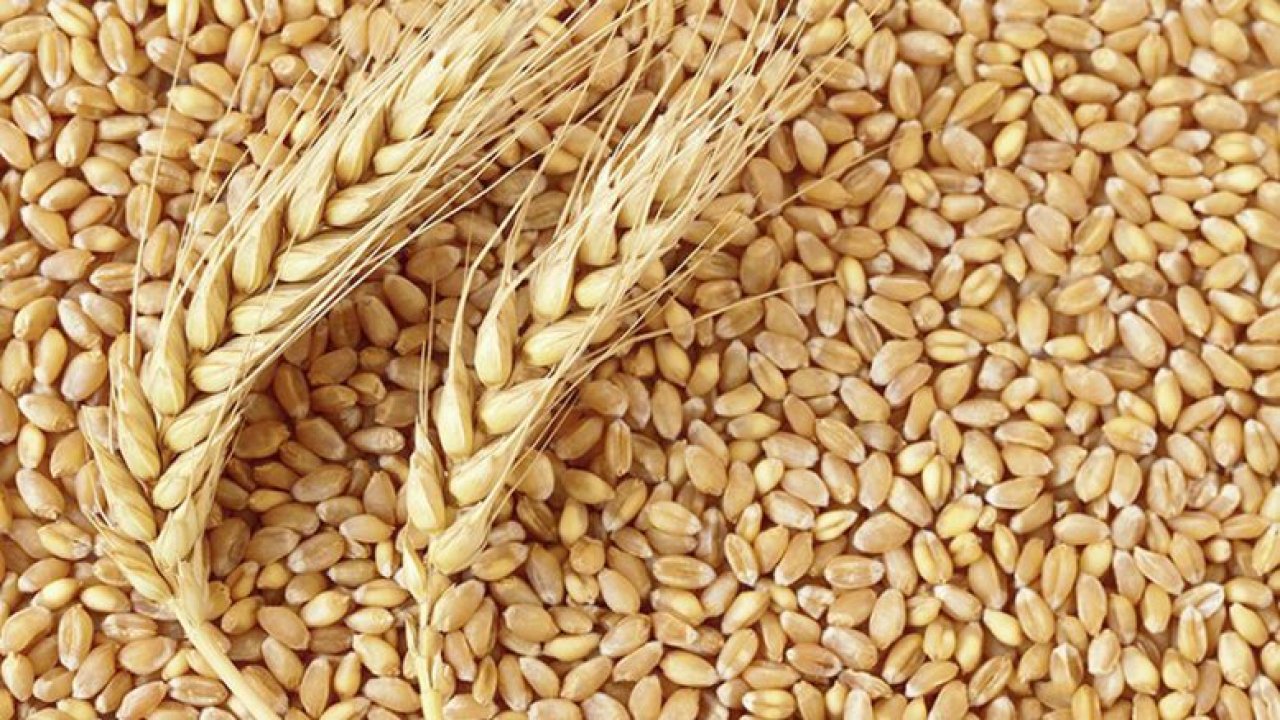 Edirne'de Buğdayın Tonunun Satış Fiyatı Belli Oldu