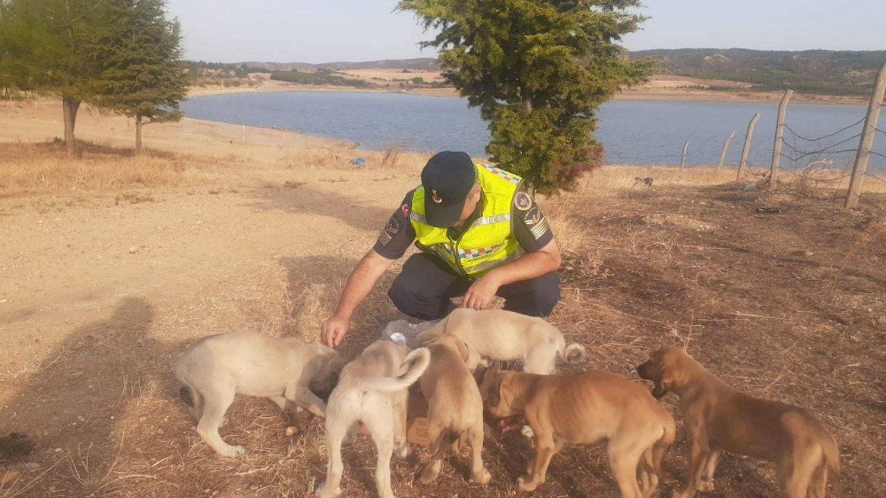 Edirne'deki Yavru Köpekler Korumaya Alındı