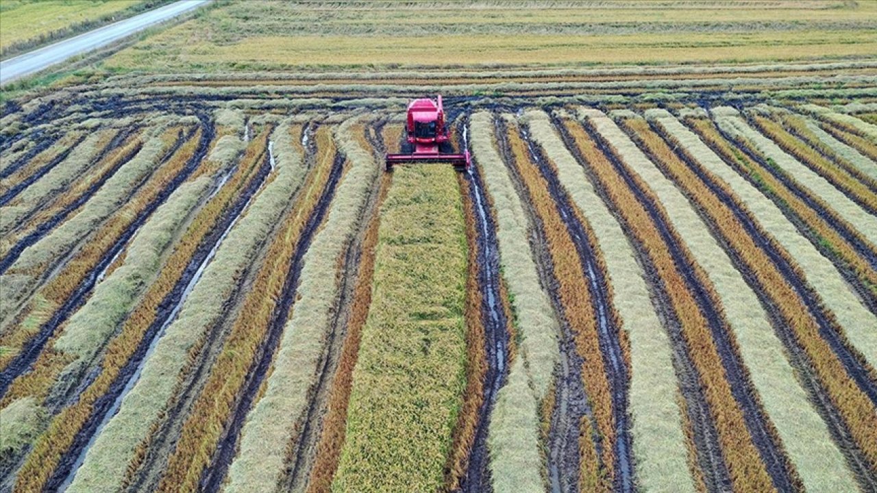 Edirne'de Çeltik Kurutma Mesaisi Başladı