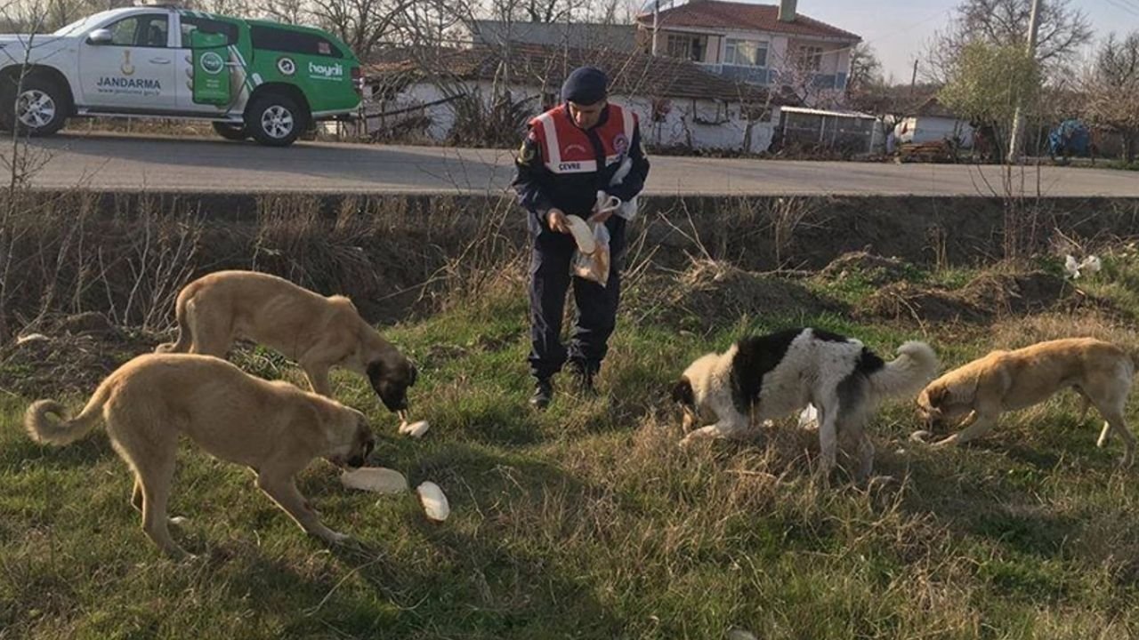 Edirne'de Jandarma Hayvanları Koruyor