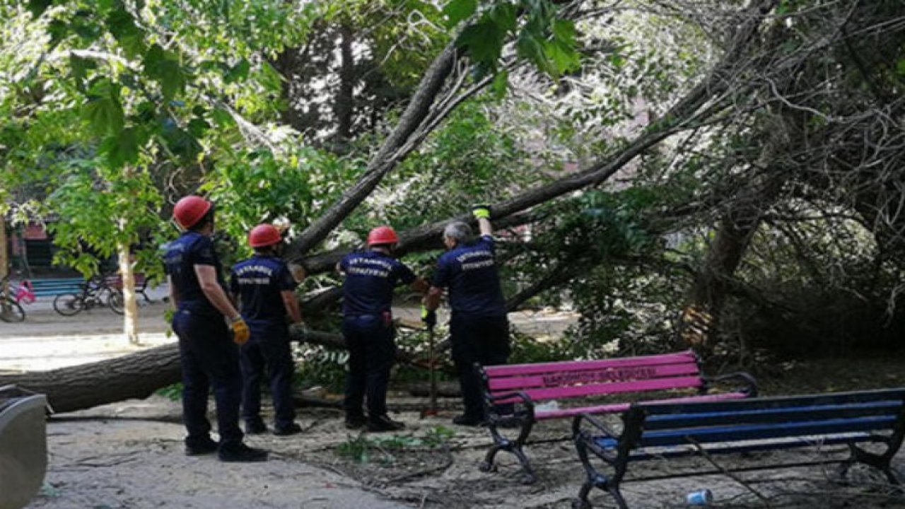 Parkta Oynayan 3 Çocuğun Üzerine Ağaç Devrildi