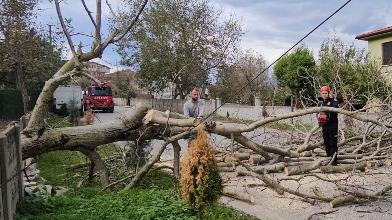 Şiddetli Rüzgar Ağaçları Devirdi: Elektrik Hatları Koptu