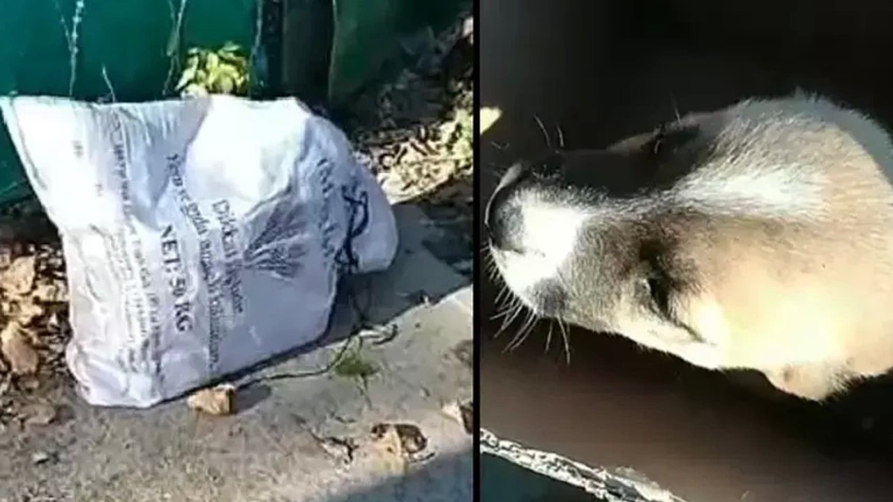 Edirne'de Kulakları Ve Kuyruğu Kesik Köpek Yavrusu Bıraktılar