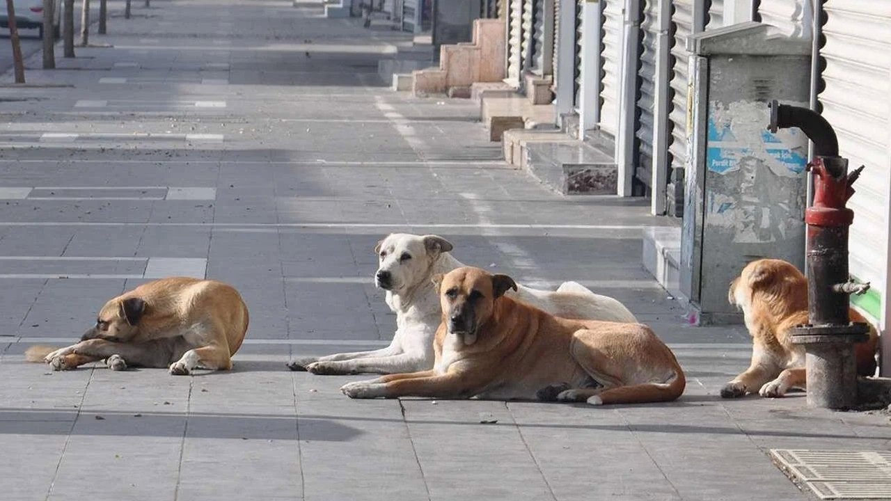 Sahipsiz Köpeklerden Kaçarken Düşen Yaşlı Kadın Yaralandı