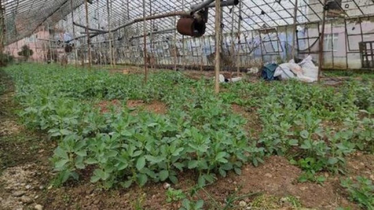 Kırklareli'nde Atıl Durumdaki 269 Sera Üretime Kazandırıldı