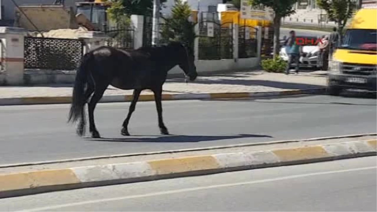 Esenyurt Sokaklarında Başıboş Atlar Dolaştı