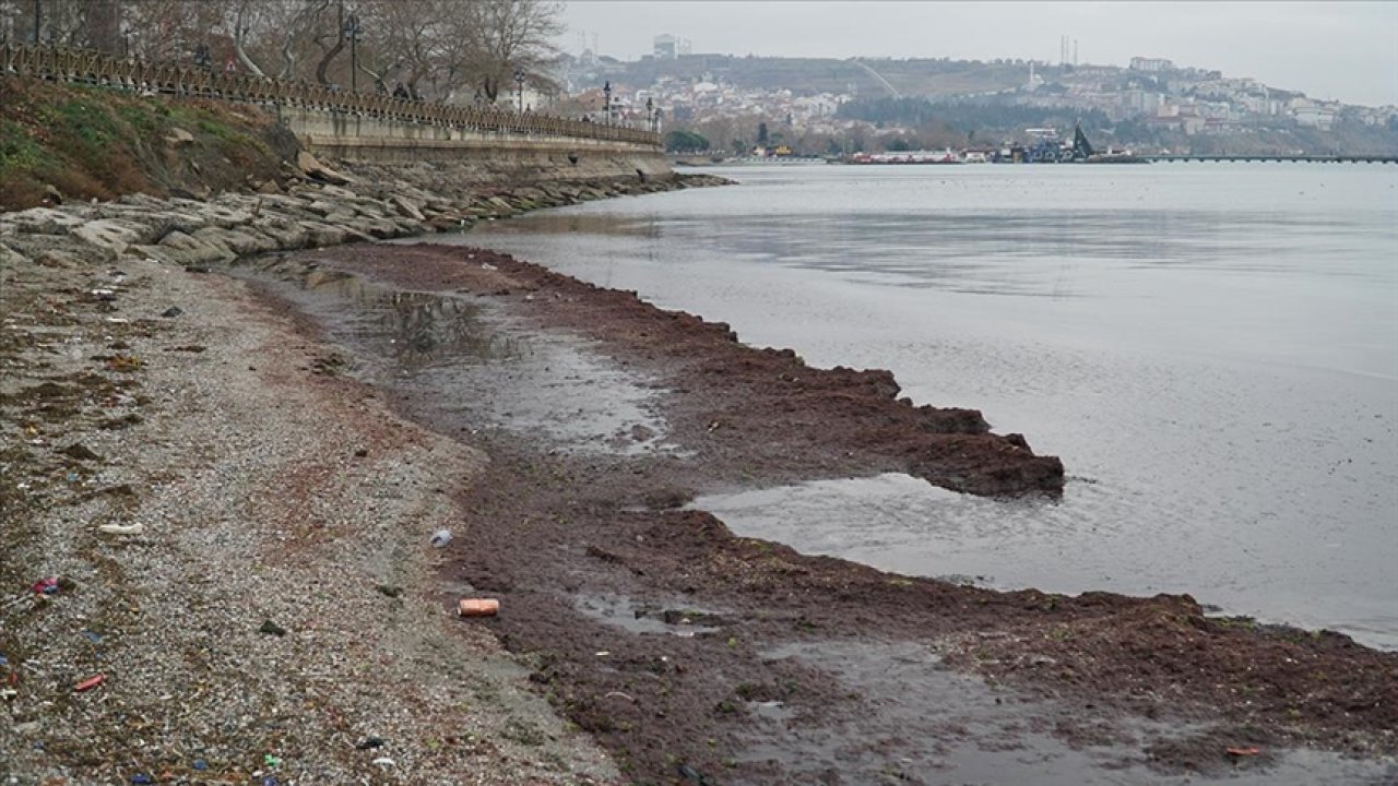 Tekirdağ'da Lodos Sahile Kırmızı Yosun Bıraktı