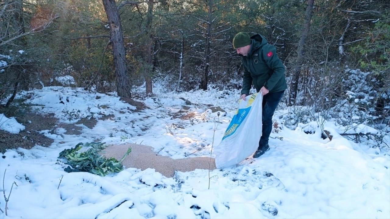 Tekirdağ'da Yaban Hayvanları İçin Doğaya Yem Bırakıldı