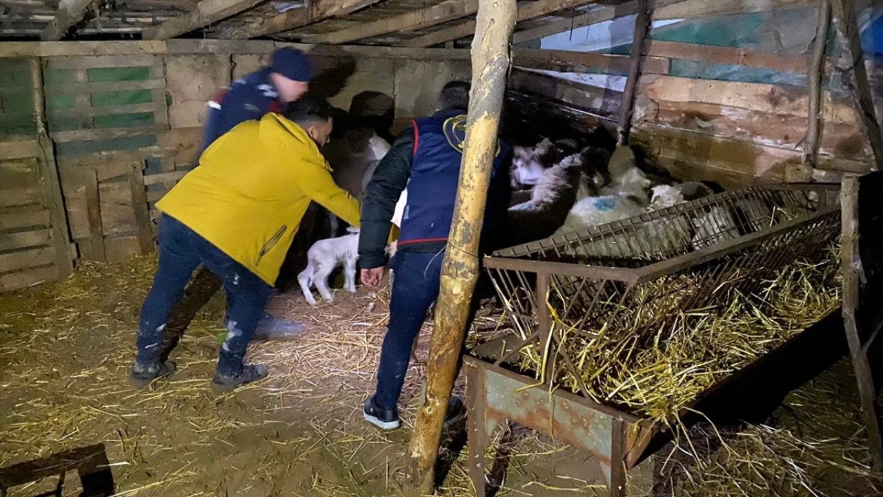 Ağıldaki 37 Koyunu Çalan 2 Zanlı Tutuklandı