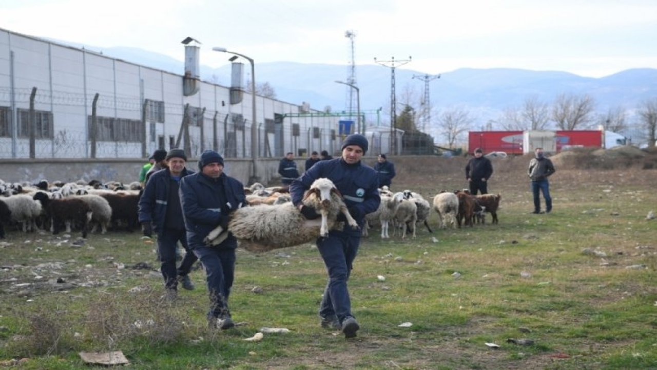 Zabıta Ekipleri Tarım Arazilerinden Küçükbaş Hayvanları Topladı