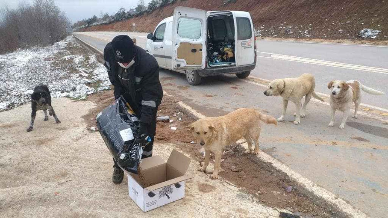 Duyarlı Esnaf Soğuk Havalarda Sahipsiz Hayvanları Unutmuyor