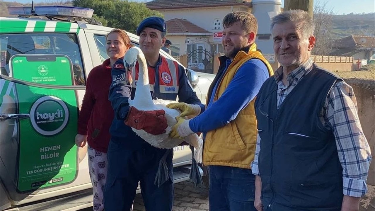 Edirne'de Bitkin Halde Bulunan Kuğu Doğaya Salındı