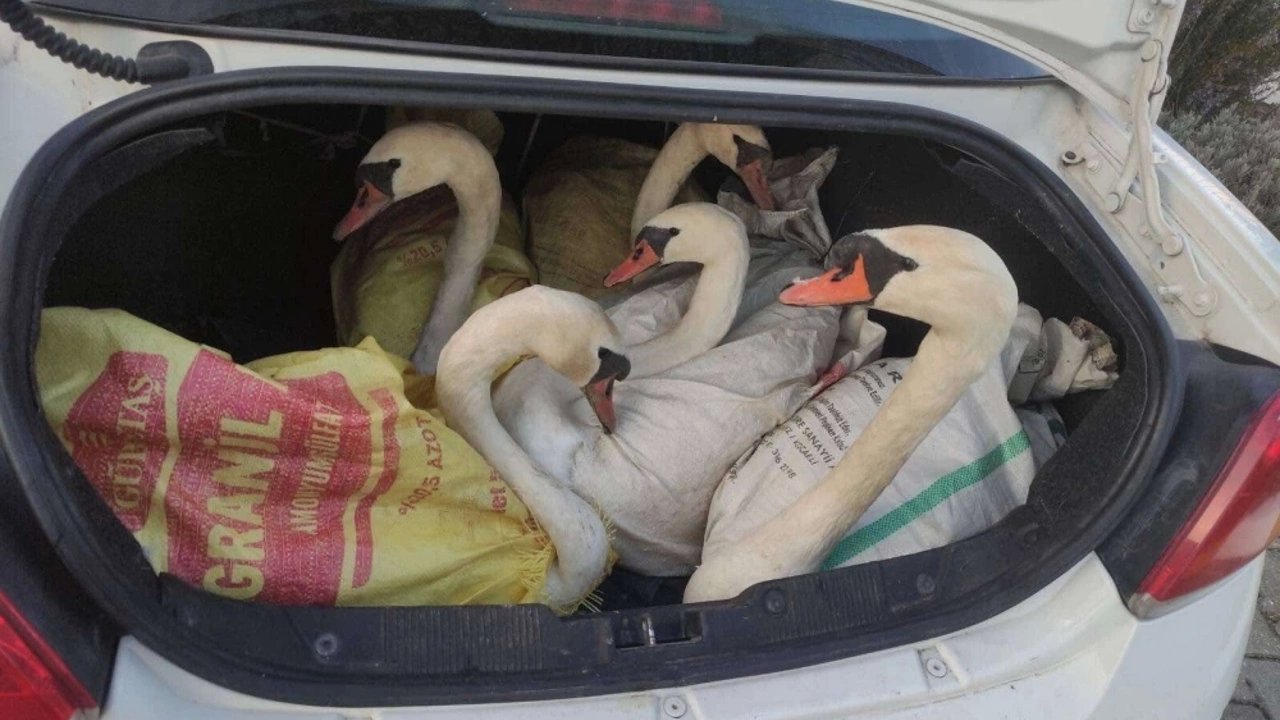 Edirne'de Bir Otomobilin Bagajında Yakalanan Yabani Kuğular Salındı