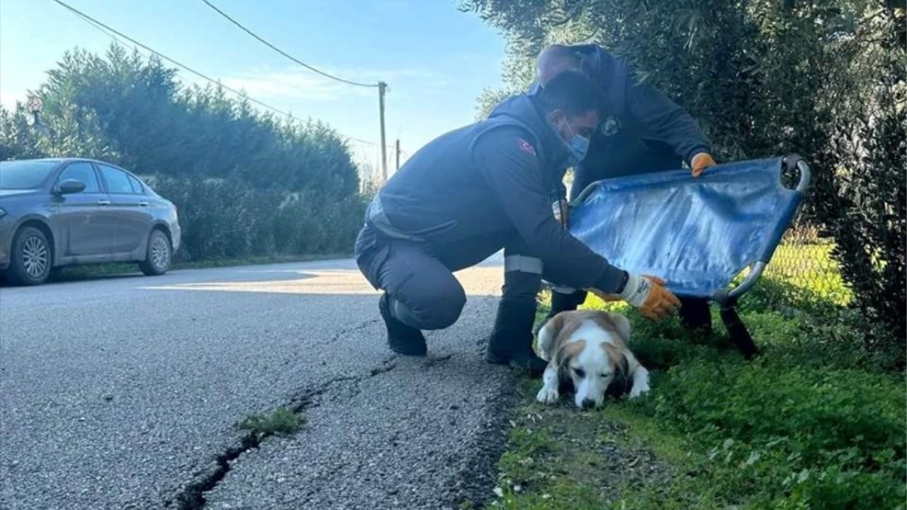 Boynunu Jiletli Telin Kestiği Sahipsiz Köpek Tedavi Edildi