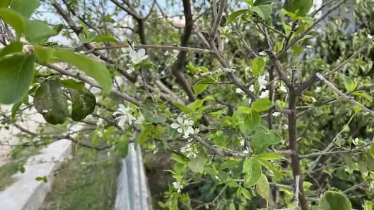 Şubat Ayında Erik Ağacı Çiçek Açtı