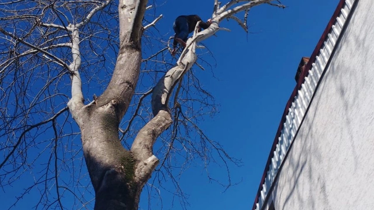 Polisin Kovaladığı Hırsızlık Zanlılarından Biri Tırmandığı Ağaçta Yakalandı