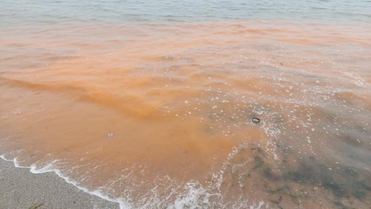 Tekirdağ Balıkçı Barınağında Planktonlar Denizin Rengini Turuncuya Çevirdi