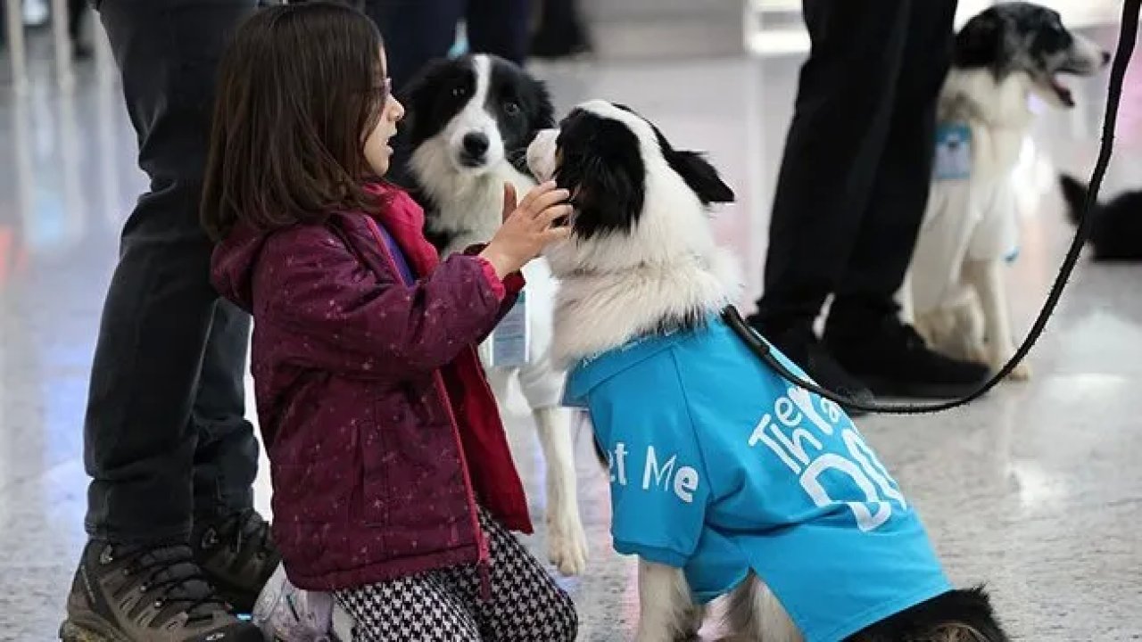 İstanbul Havalimanı'nda "Terapi Köpekleri" Göreve Başladı