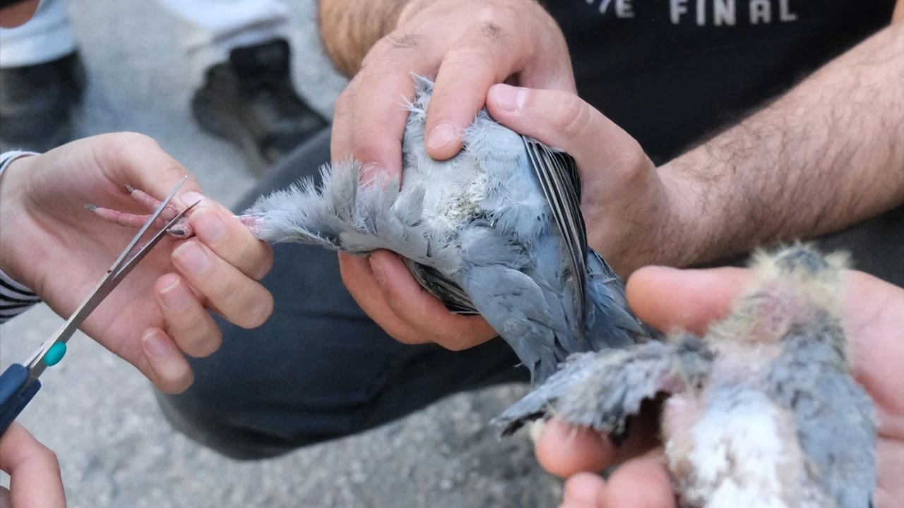 Kırklareli'nde Güvercin ve Yavrusunu Esnaf Kurtardı