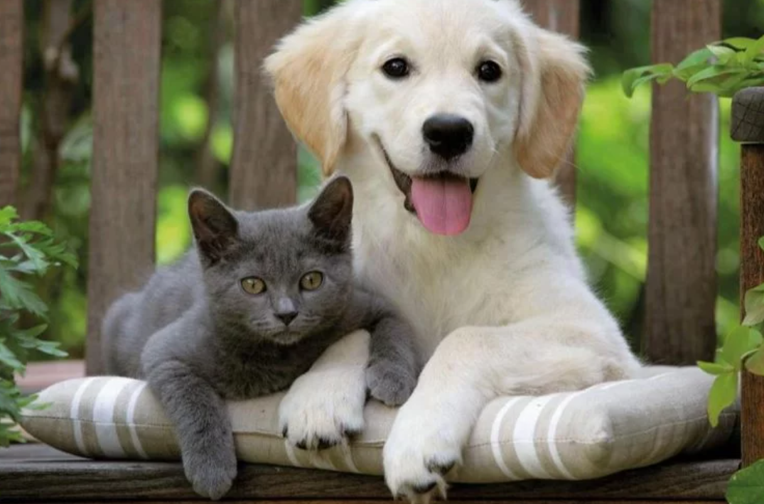 Keşan'da Kedi ve Köpek Güzellik Yarışması Yapıldı