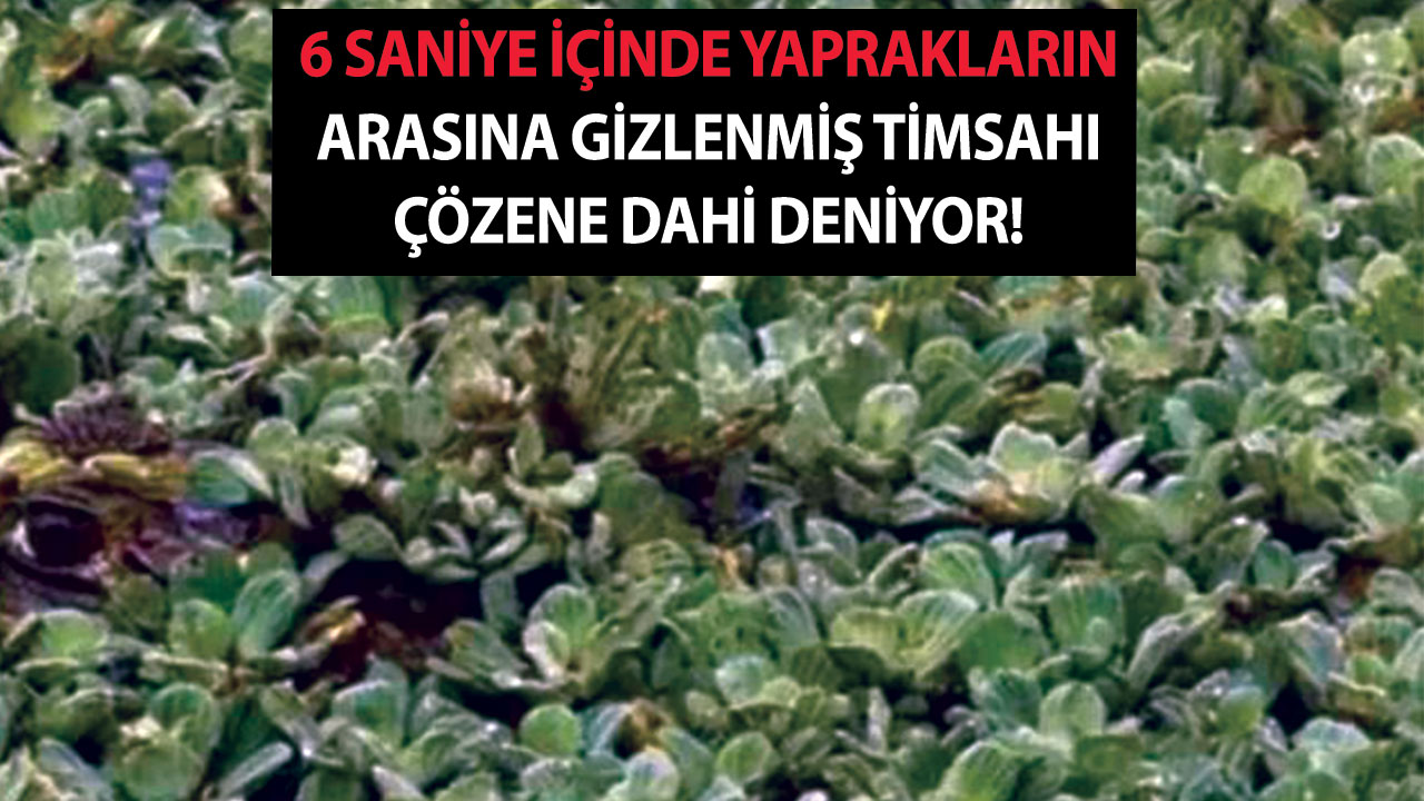 6 saniye içinde yaprakların arasına gizlenmiş timsahı çözene dahi deniyor!