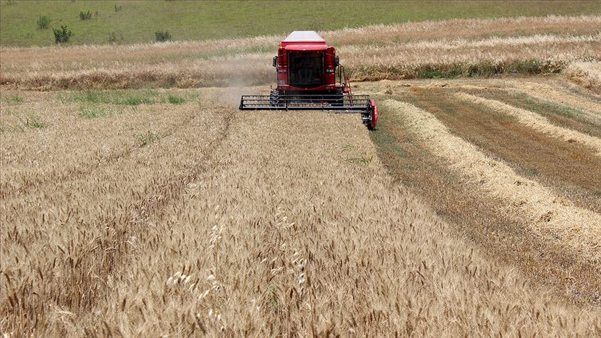 Edirne'de Tarlalara Buğday Tohumları Ekiliyor