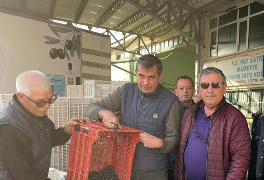 Mürefte Zeytin Kooperatifi Zeytin Alıyor