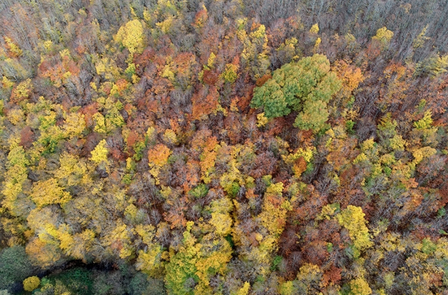 Kırklareli'ndeki İğneada Longozları Rengarenk Oldu