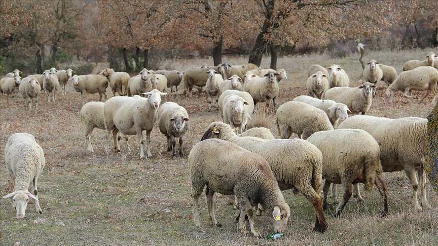 Balıkesir'in Kuzuları Küpelerle Ayrıştırılıyor