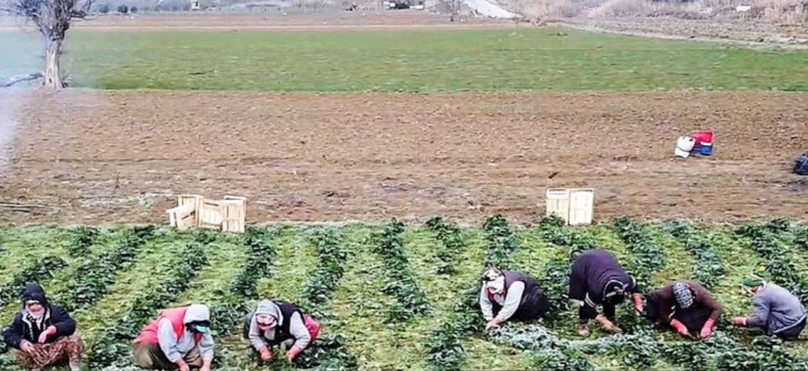 Bilecik'te Ispanak Bölge Halkının Geçim Kaynağı Oldu