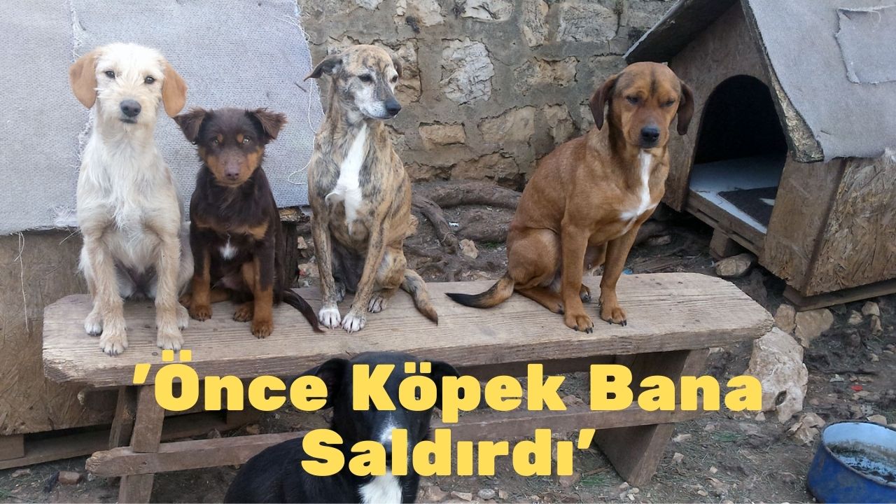 Tutuklanan Görevlilerin İfadesi Ortaya Çıktı: 'Önce Köpek Bana Saldırdı'