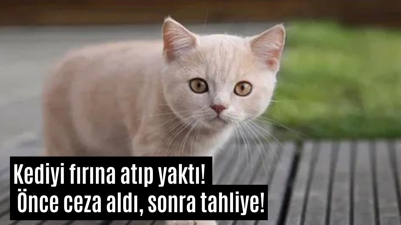 Çalıştığı Fırında Kedi Yakan Caniye Önce 3 Yıl Hapis Sonra Tahliye!