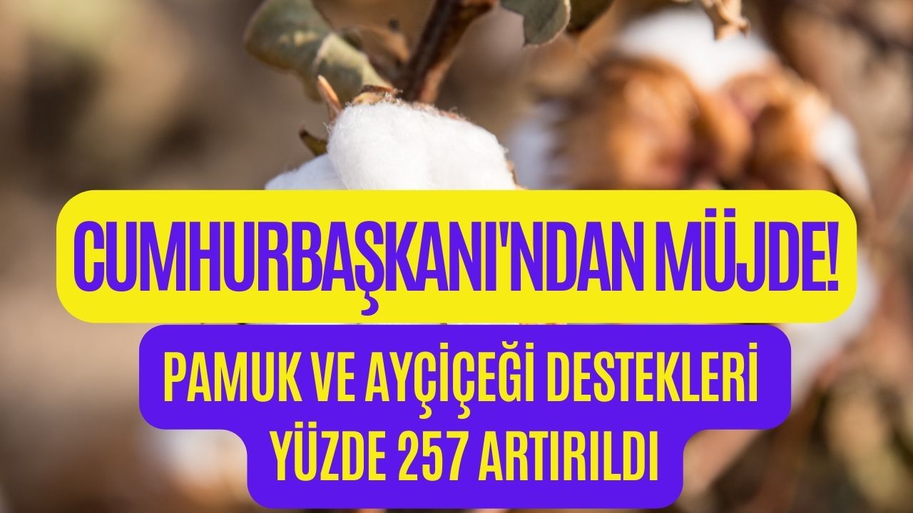 Cumhurbaşkanı Erdoğan’dan Çiftçilere Müjde! Yüzde 257 Artış Yapıldı! Pamuk ve Ayçiçek Destekleri Artırıldı