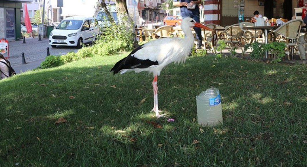 Tekirdağ'ın Leylek Yaşar'ı Soğuklara Rağmen Göç Etmedi