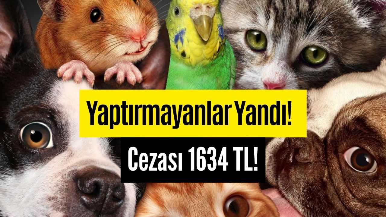 Evcil Hayvan Sahipleri İçin Geri Sayım Başladı! 31 Aralık Son Gün